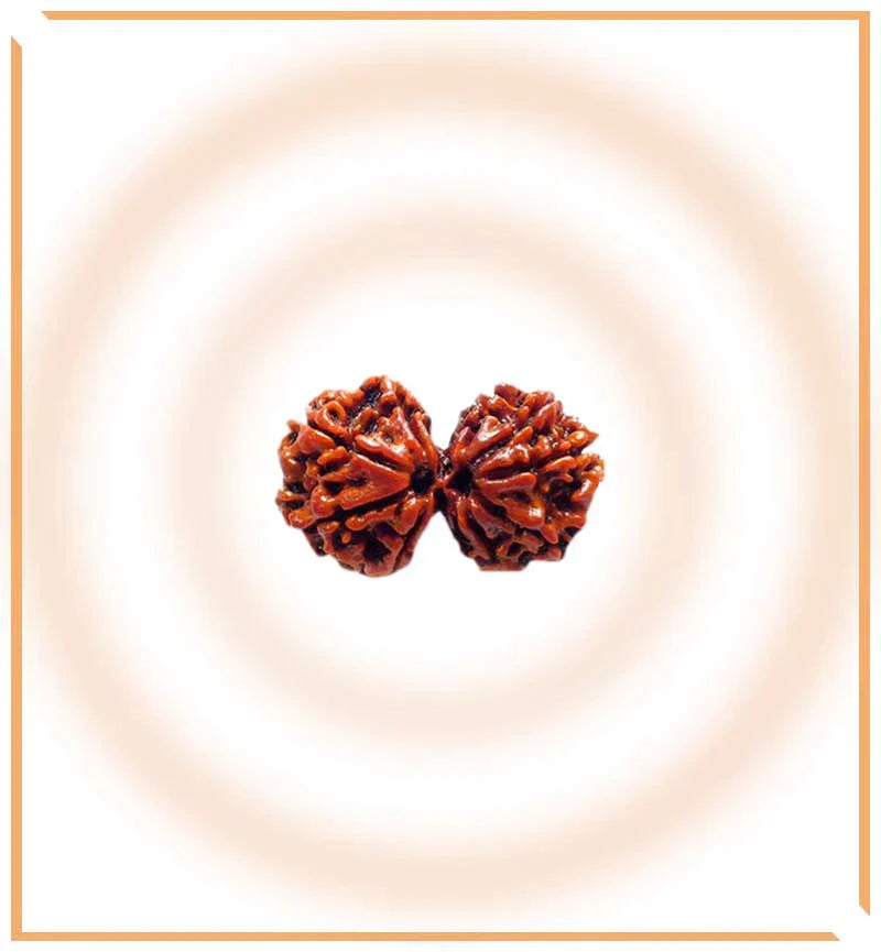 Natural Gaurishankar Rudraksha (Nepal Origin - Collector Size)