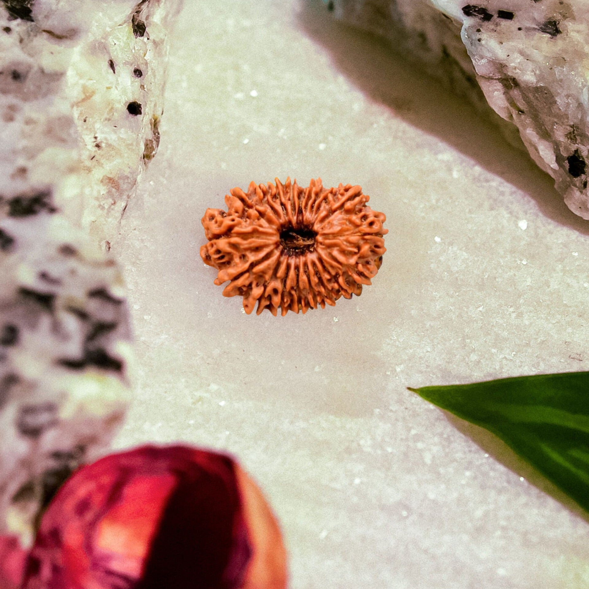 19 Mukhi Rudraksha