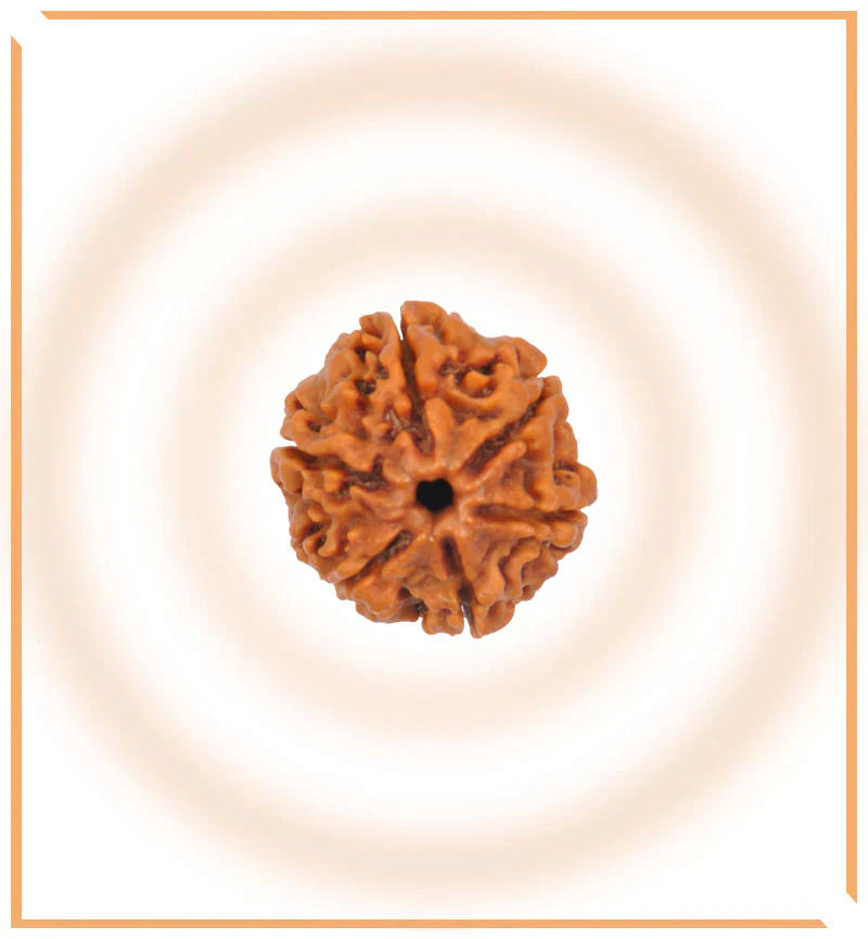 Natural 6 Mukhi/Face Rudraksha (Nepal Origin)