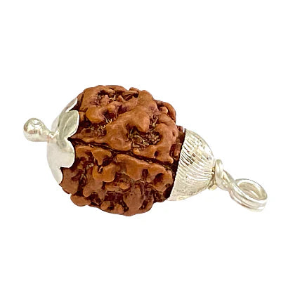 Natural 3 Mukhi/Face Rudraksha (Nepal Origin)