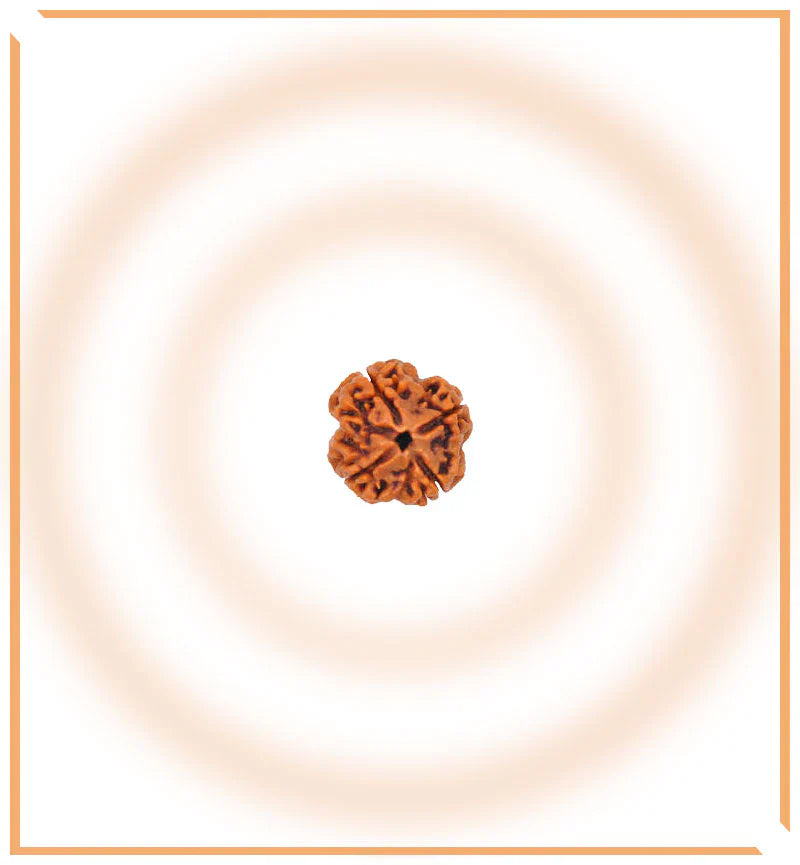 Natural 5 Mukhi/Face Rudraksha (Nepal Origin)