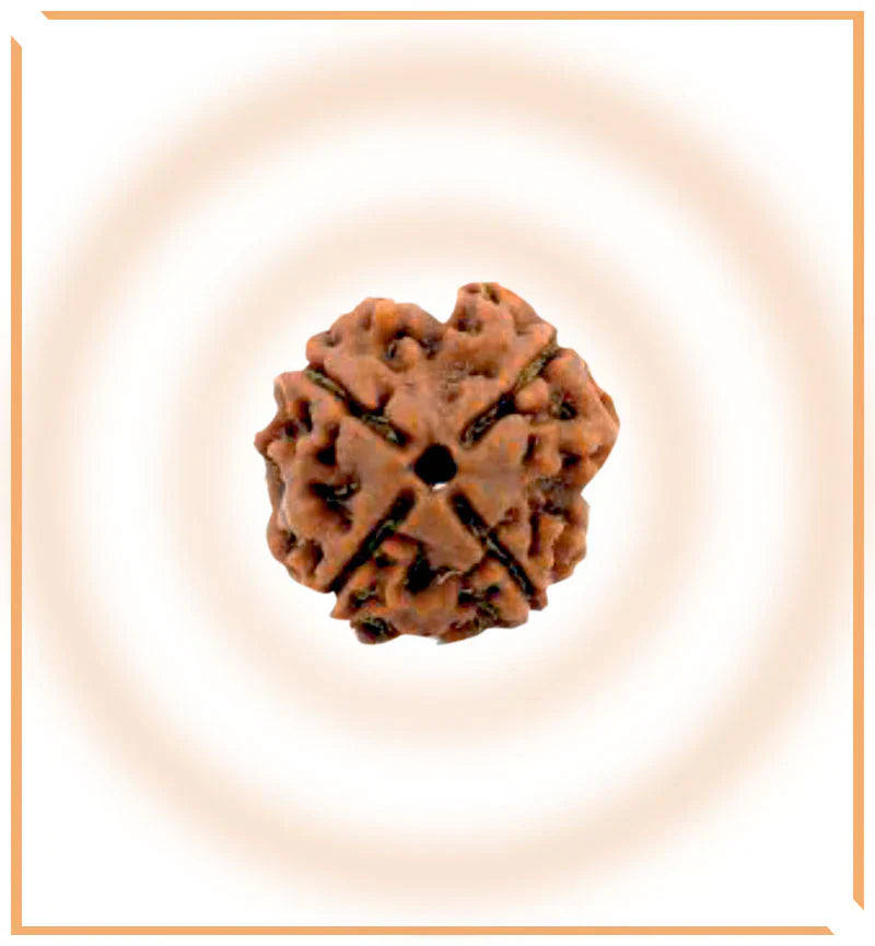 Natural 4 Mukhi/Face Rudraksha (Nepal Origin)