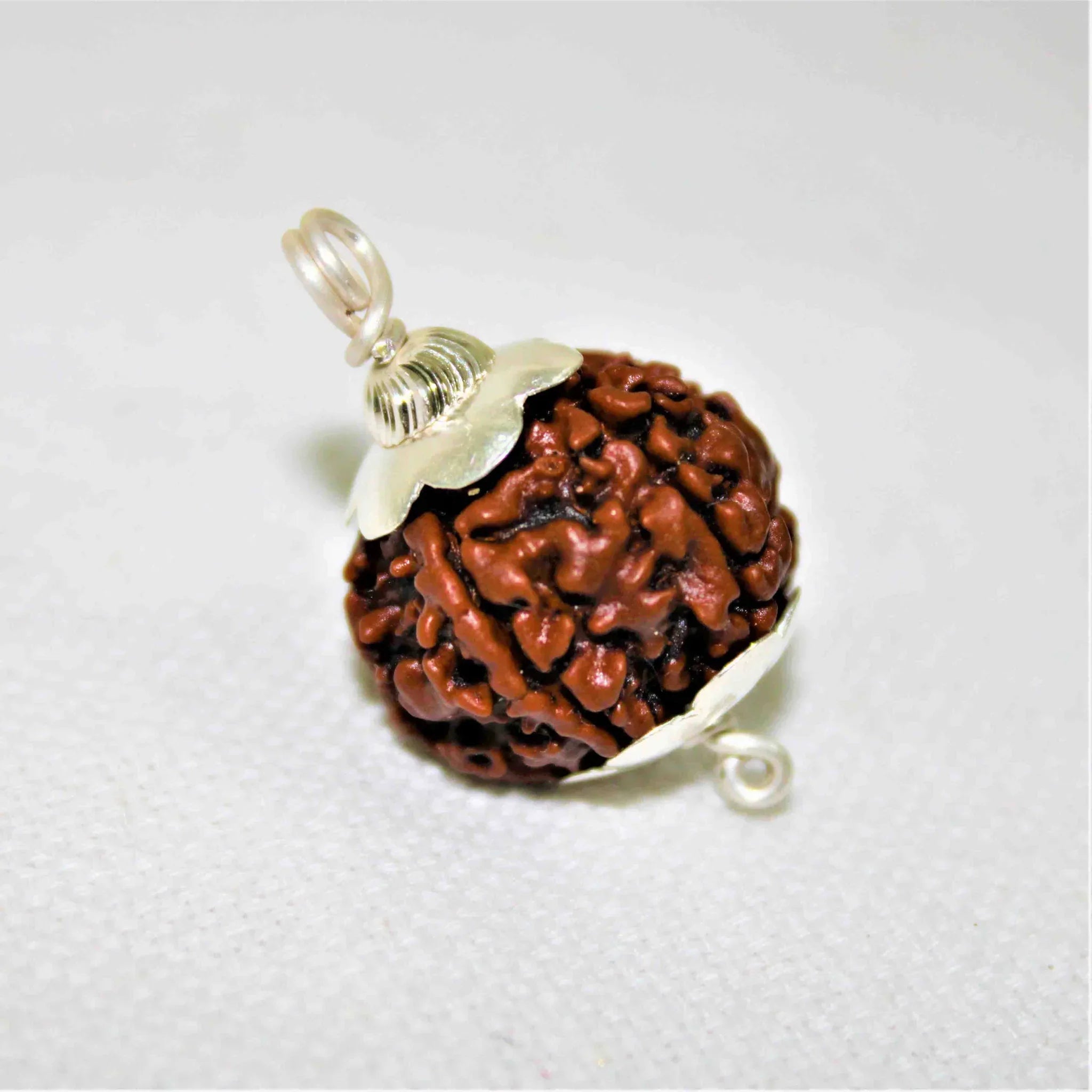 Natural 5 Mukhi/Face Rudraksha (Nepal Origin)