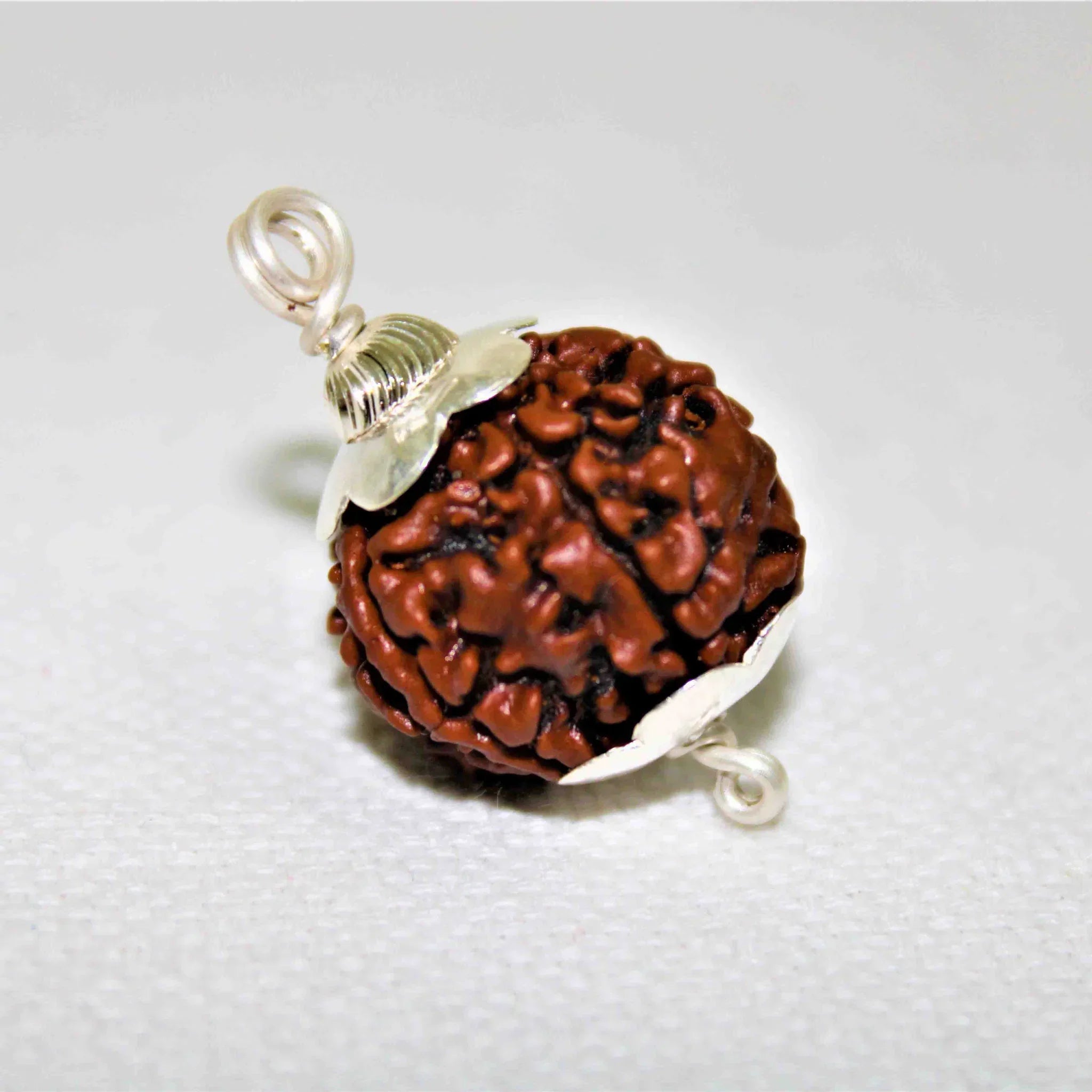 Natural 6 Mukhi/Face Rudraksha (Nepal Origin)