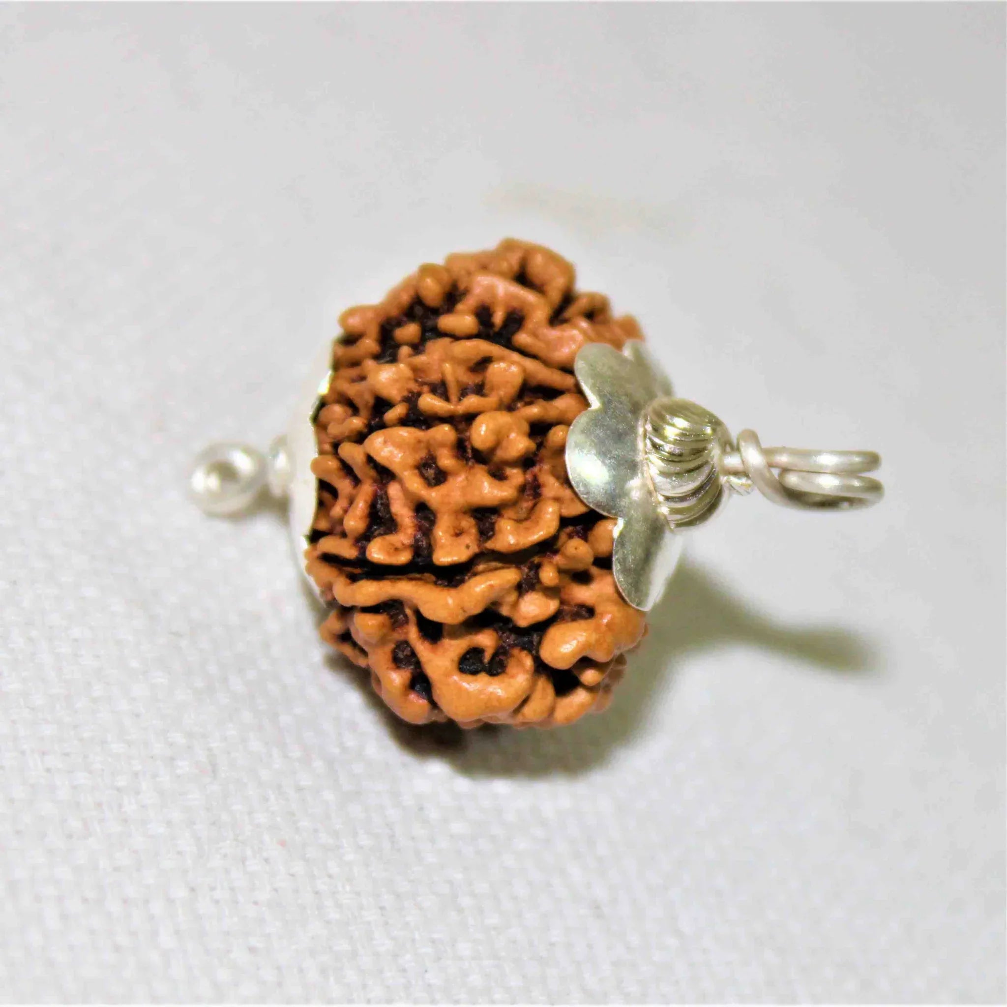 Natural 11 Mukhi/Face Rudraksha (Nepal Origin)