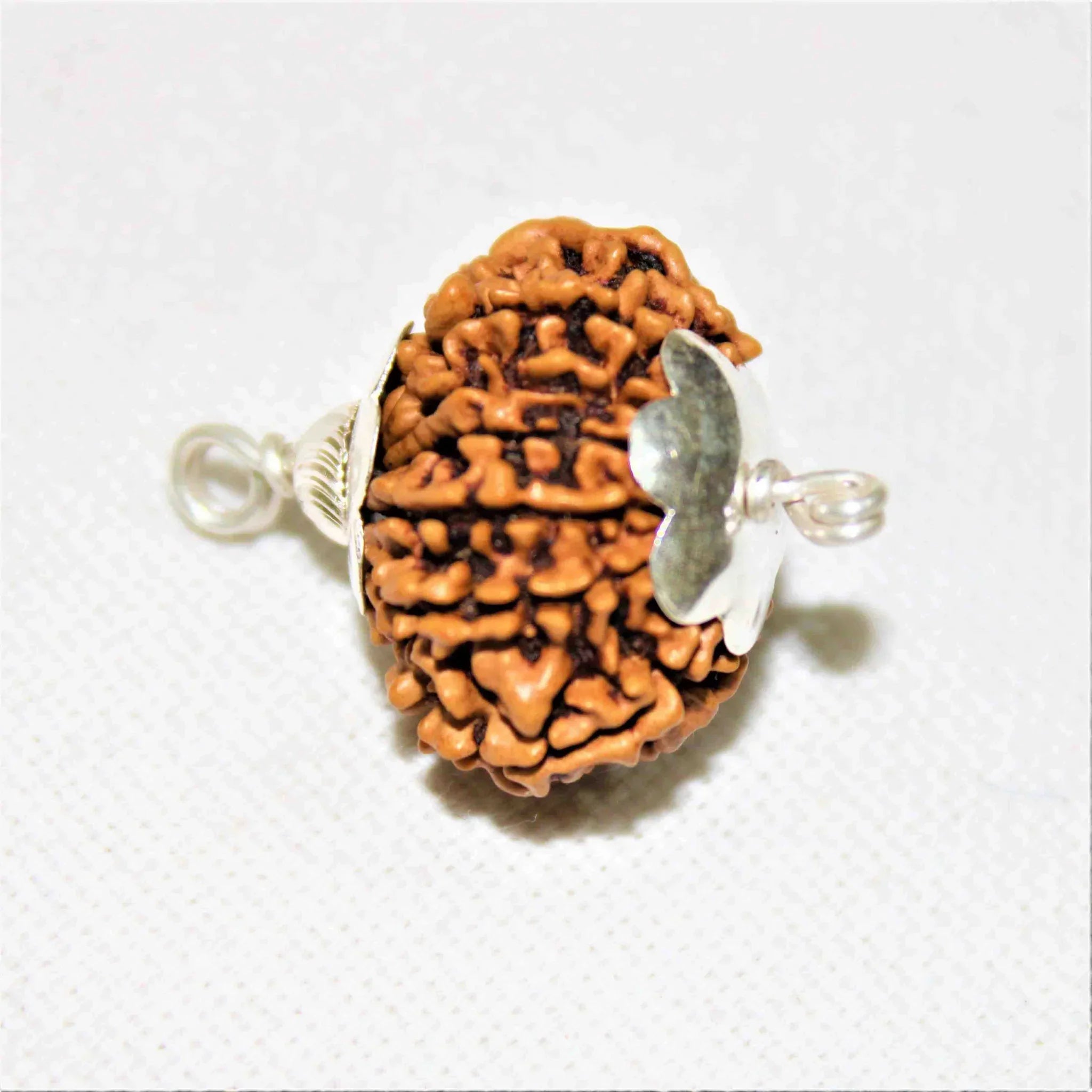 Natural 12 Mukhi/Face Rudraksha (Nepal Origin- Collector Size)