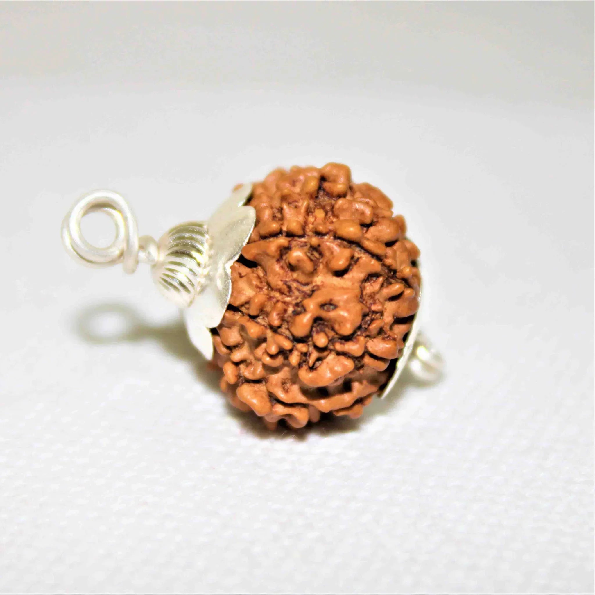 Natural 12 Mukhi/Face Rudraksha (Nepal Origin- Collector Size)