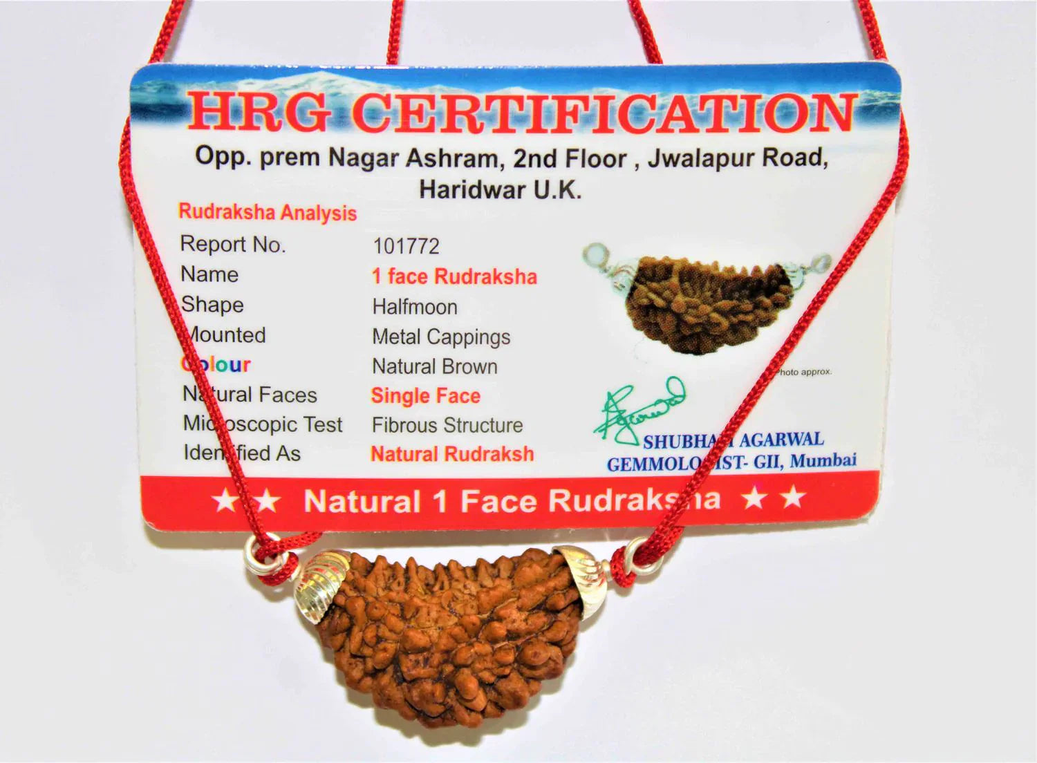 Natural 1 Face/Mukhi Rudraksha