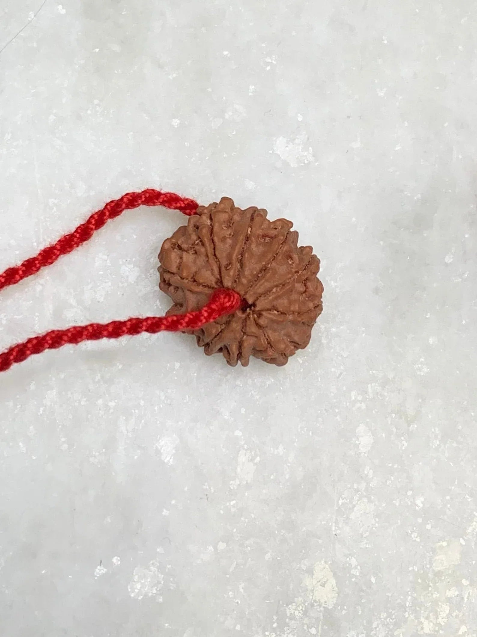 10 Mukhi Rudraksha  Nepal Certified