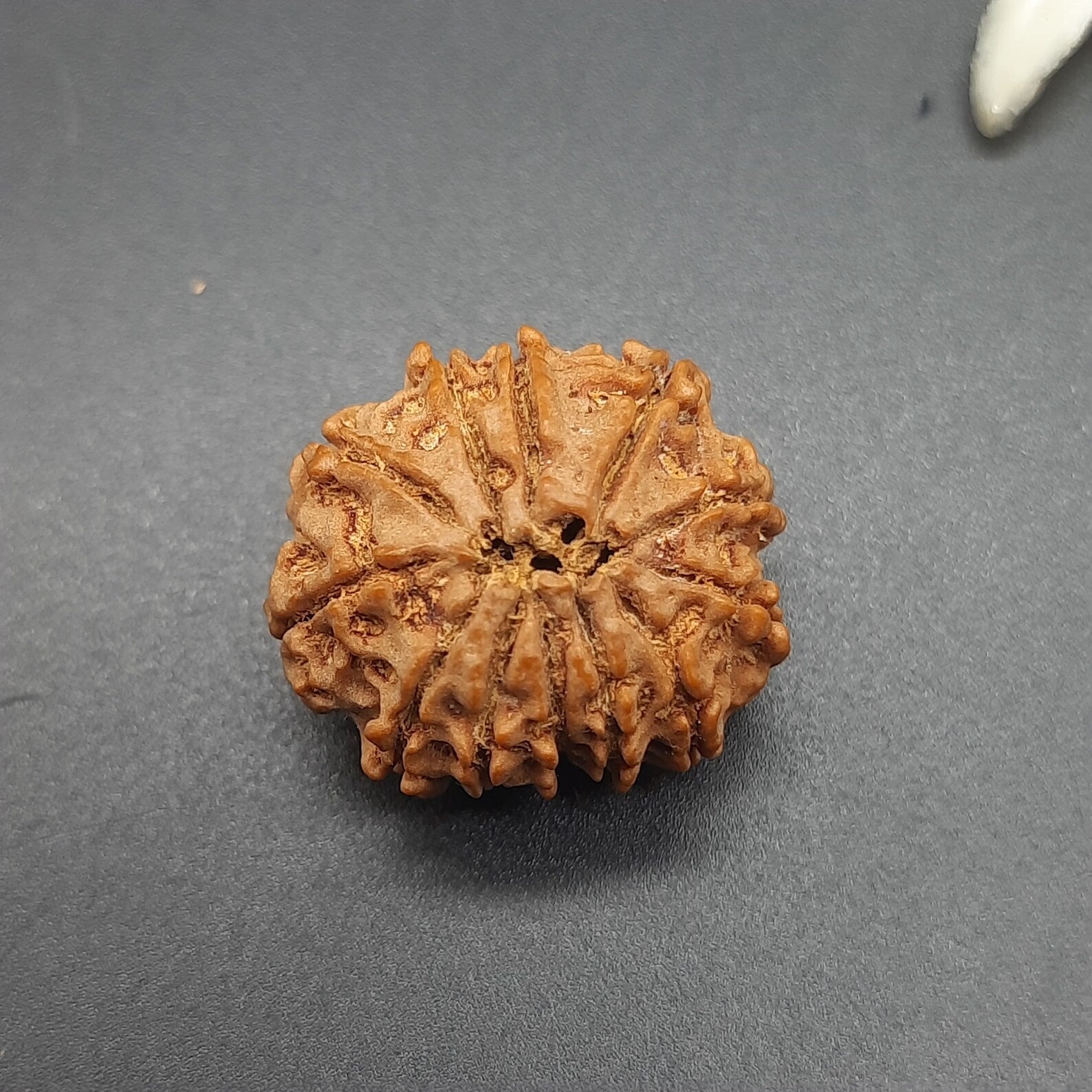 12 Mukhi / Twelve Face Nepal Rudraksha lab Certified 21-23mm