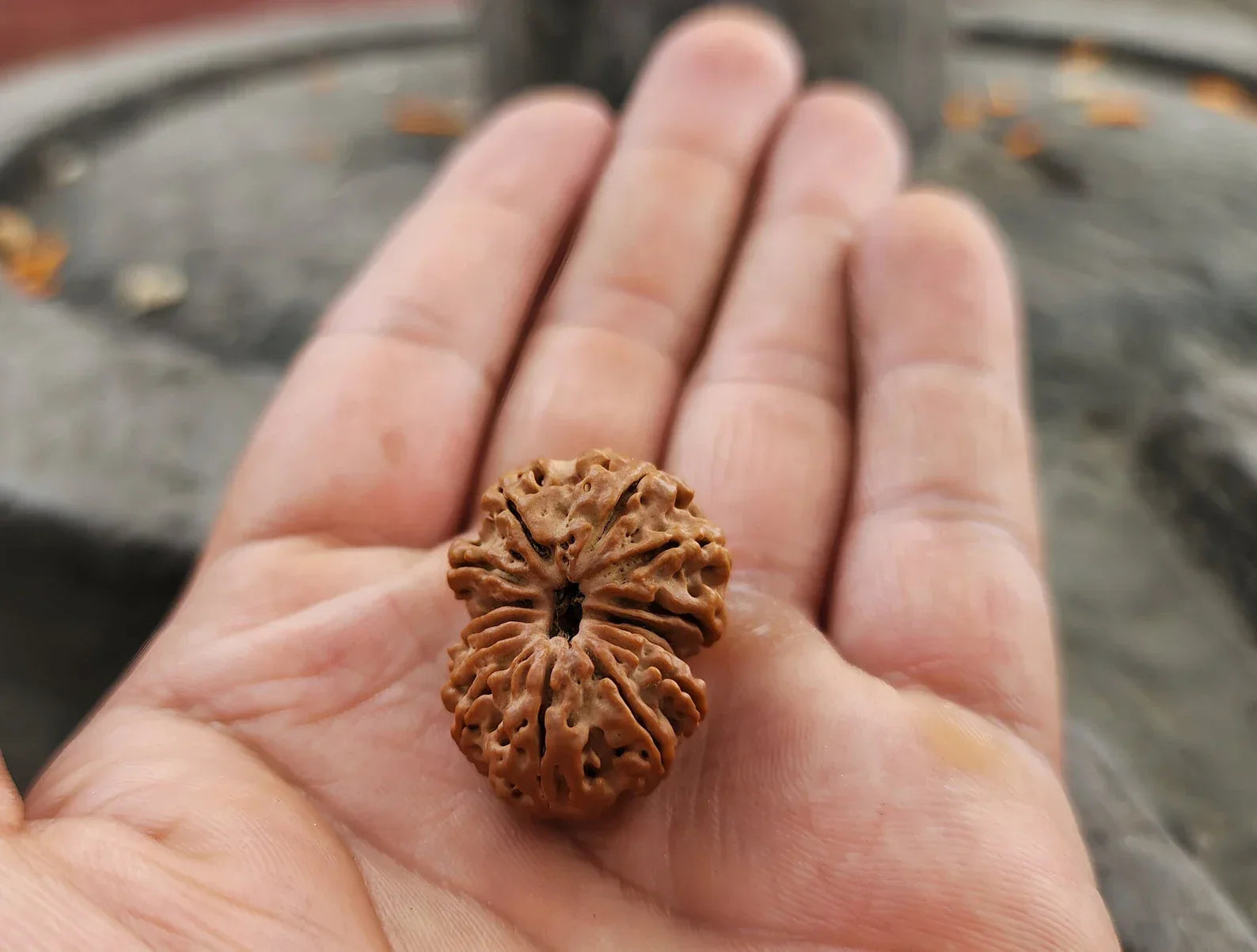 Original 14 Mukhi Rudraksha Beads, Authentic 14 Faces Rudraksha from Nepal, Collector Premium Quality, Sacred Saturn And Hanuman Blessing