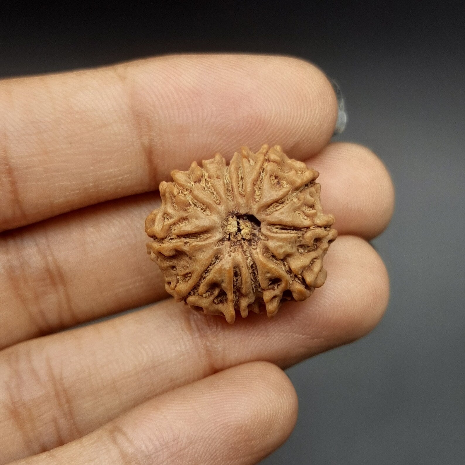 12 Mukhi / Twelve Face Nepal Rudraksha lab Certified 21-23mm