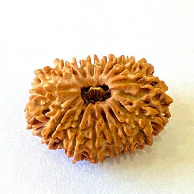 Natural 16 Mukhi/Face Rudraksha (Nepal Origin- 28.50 MM)