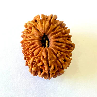 17 Mukhi/Face Rudraksha (Nepal Origin- 26.19 MM)