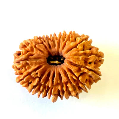 17 Mukhi/Face Rudraksha (Nepal Origin- 26.19 MM)