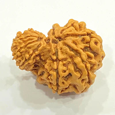 Natural Garbh Gauri Rudraksha (Nepal Origin)