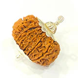 Natural 15 Mukhi Rudraksha (Nepal Origin- 30 mm apx)